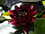 Nymphaea Almost Black, шт